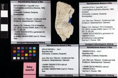 Foto (Objket + Etiketten) von Cracensigillatus acutirostrus (Moericke, 1889) 